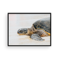 Honu Nap